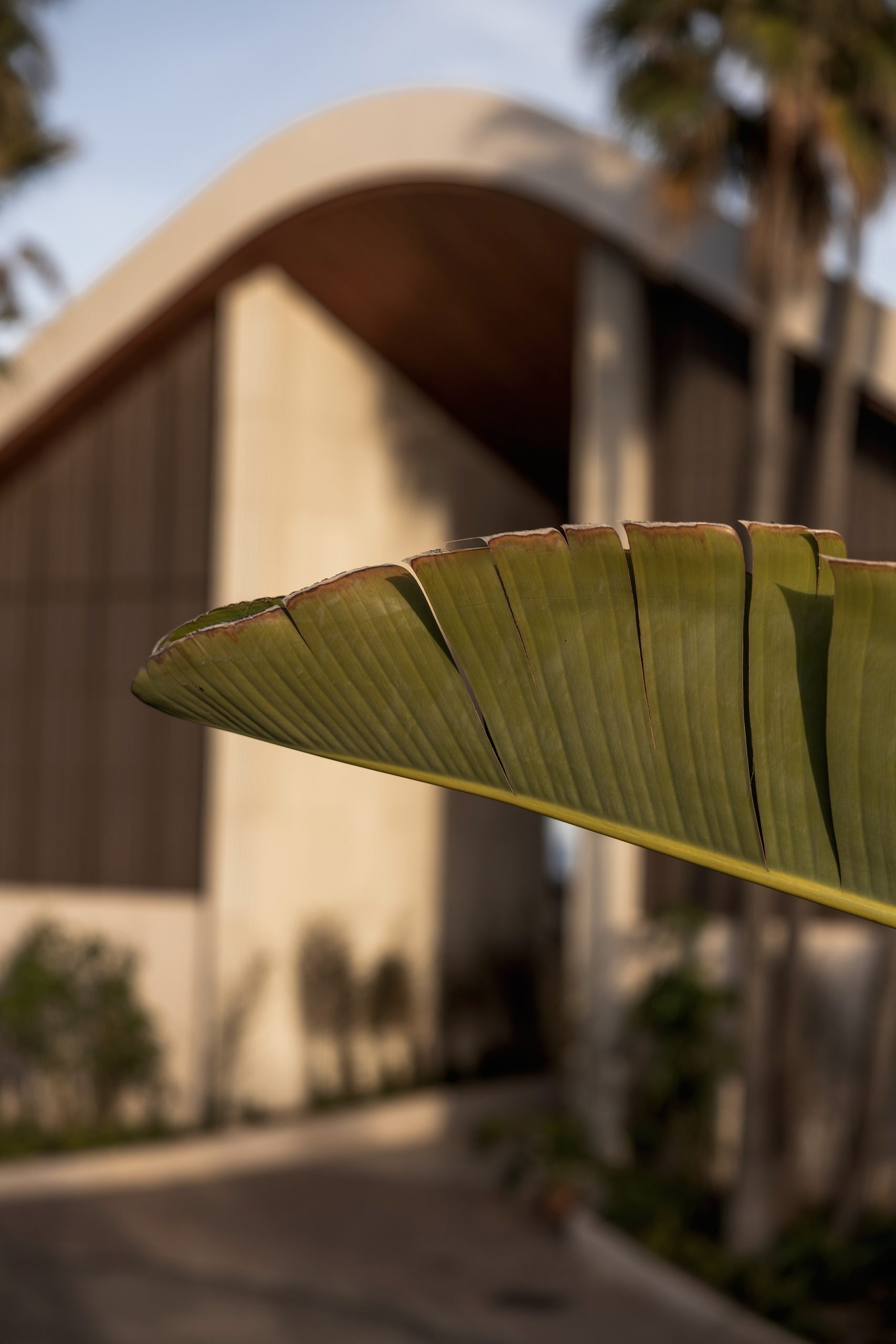 Volumen curvo y hoja de platanera — Archidom Laguna, Costa del Sol. Fotografía de Pedro Jaén