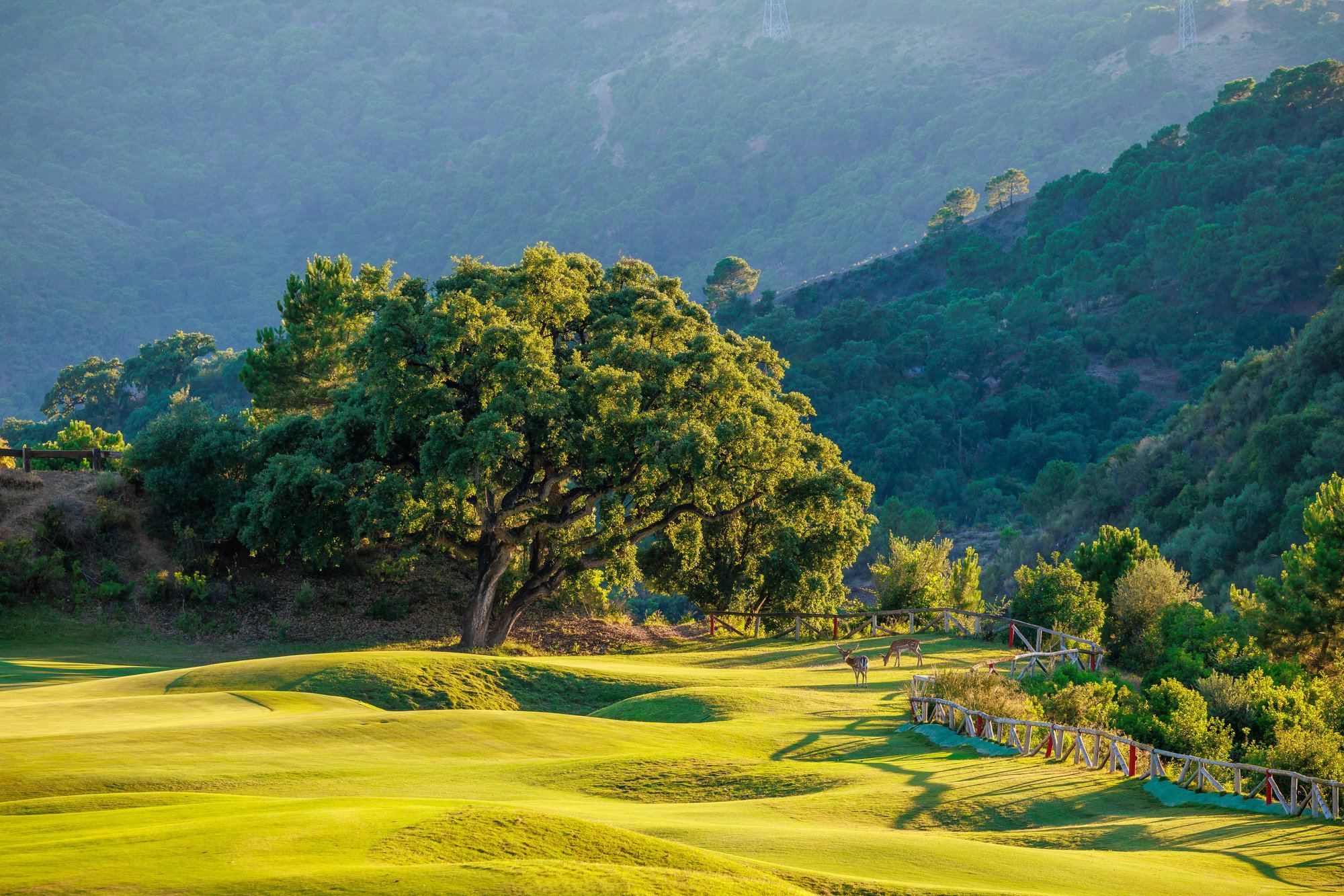 Encina sobre las calles del campo con la sierra al fondo — Golf La Zagaleta · New Course, La Zagaleta, Benahavís. Fotografía de Pedro Jaén